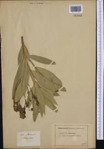Nerium oleander L., Western Europe (EUR) (Not classified)