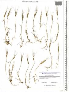 Aegilops kotschyi Boiss., Caucasus, Azerbaijan (K6) (Azerbaijan)