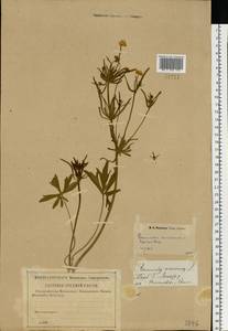Ranunculus auricomus L., Eastern Europe, Central forest-and-steppe region (E6) (Russia)