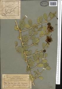 Capparis spinosa L., Middle Asia, Pamir & Pamiro-Alai (M2) (Tajikistan)