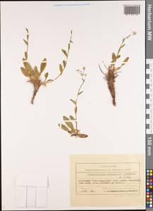 Eritrichium umbelluliferum (B. Fedtsch.), Middle Asia, Northern & Central Tian Shan (M4) (Kyrgyzstan)