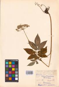 Aegopodium podagraria L., Eastern Europe, Eastern region (E10) (Russia)