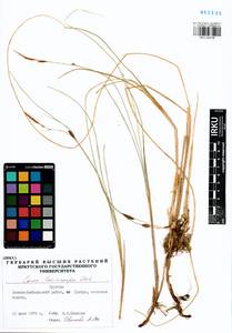 Carex lasiocarpa Ehrh., Siberia, Baikal & Transbaikal region (S4) (Russia)