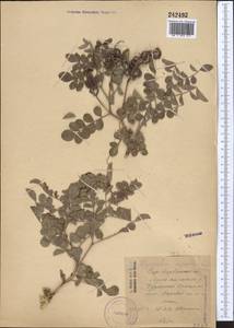 Glycyrrhiza aspera Pall., Middle Asia, Western Tian Shan & Karatau (M3) (Kazakhstan)