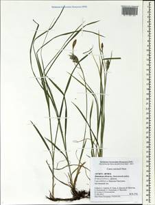 Carex michelii Host, Eastern Europe, Central forest-and-steppe region (E6) (Russia)