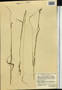 Elymus macrourus (Turcz.) Tzvelev, Siberia, Central Siberia (S3) (Russia)