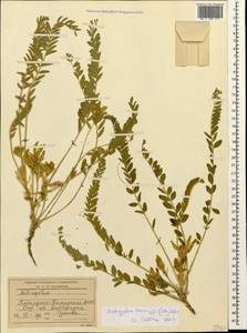 Astragalus buchtormensis Pall., Caucasus, Stavropol Krai, Karachay-Cherkessia & Kabardino-Balkaria (K1b) (Russia)