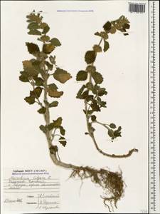 Marrubium vulgare L., Caucasus, Stavropol Krai, Karachay-Cherkessia & Kabardino-Balkaria (K1b) (Russia)