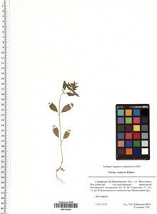 Stachys annua (L.) L., Eastern Europe, Middle Volga region (E8) (Russia)