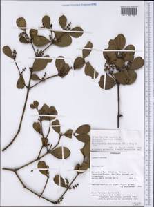 Phoradendron mucronatum (DC.) Kr. & Urb., America (AMER) (Paraguay)