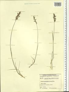 Koeleria subalpestris (Hartm.) Barberá, Quintanar, Soreng & P.M.Peterson, Siberia, Central Siberia (S3) (Russia)