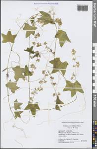 Echinocystis lobata (Michx.) Torr. & A. Gray, Eastern Europe, Moscow region (E4a) (Russia)