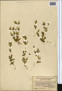 Gentianella turkestanorum (Gandoger) Holub, Middle Asia, Western Tian Shan & Karatau (M3) (Kyrgyzstan)