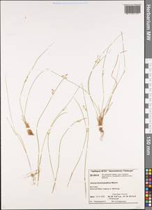 Juncus brachyspathus Maxim., Siberia, Central Siberia (S3) (Russia)