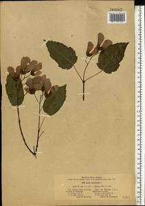 Acer tataricum L., Eastern Europe, Middle Volga region (E8) (Russia)