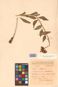 Phedimus aizoon (L.) 't Hart, Siberia, Russian Far East (S6) (Russia)