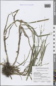 Glyceria fluitans (L.) R.Br., Eastern Europe, Central forest-and-steppe region (E6) (Russia)