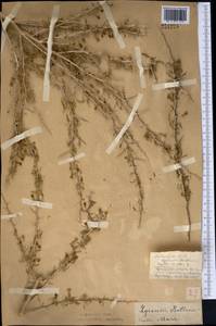 Lycium ruthenicum Murray, Middle Asia, Northern & Central Kazakhstan (M10) (Kazakhstan)