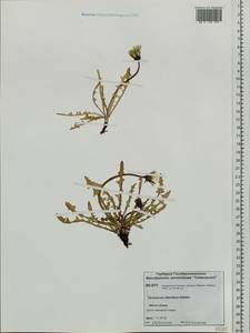 Taraxacum ceratophorum (Ledeb.) DC., Siberia, Central Siberia (S3) (Russia)