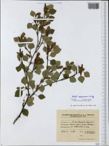 Betula pubescens var. pumila (Zanoni ex Murray) Govaerts, Eastern Europe, Northern region (E1) (Russia)