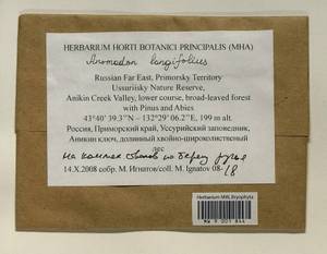 Anomodontella longifolia (Schleich. ex Brid.) Ignatov & Fedosov, Bryophytes, Bryophytes - Russian Far East (excl. Chukotka & Kamchatka) (B20) (Russia)