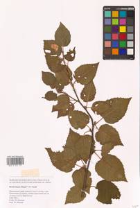 Betula ermanii var. lanata Regel, Siberia (no precise locality) (S0) (Russia)