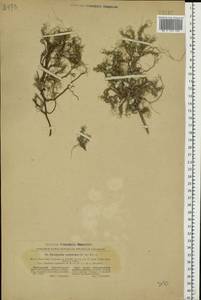 Paronychia cephalotes (M. Bieb.) Besser, Eastern Europe, South Ukrainian region (E12) (Ukraine)