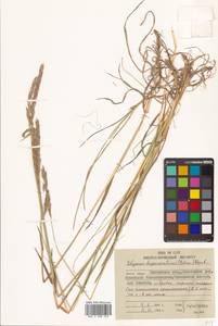 Elymus alaskanus (Scribn. & Merr.) Á.Löve, Siberia, Chukotka & Kamchatka (S7) (Russia)