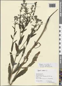 Lycopsis arvensis subsp. orientalis (L.) Kusn., Eastern Europe, Central forest-and-steppe region (E6) (Russia)