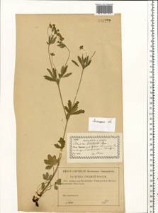Potentilla thuringiaca subsp. goldbachii (Rupr.) Th. Wolf, Eastern Europe, Central forest-and-steppe region (E6) (Russia)