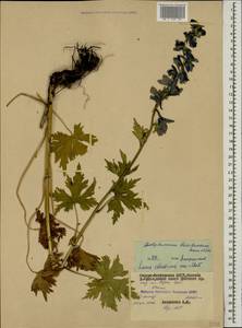 Delphinium bracteosum Sommier & Levier, Caucasus, North Ossetia, Ingushetia & Chechnya (K1c) (Russia)