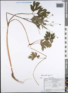 Ranunculus repens L., Eastern Europe, Central forest region (E5) (Russia)