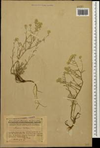 Odontarrhena tortuosa (Waldst. & Kit. ex Willd.) C.A.Mey., Caucasus, Armenia (K5) (Armenia)