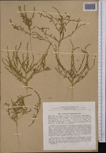 Corispermum lehmannianum Bunge, Middle Asia, Muyunkumy, Balkhash & Betpak-Dala (M9) (Kazakhstan)