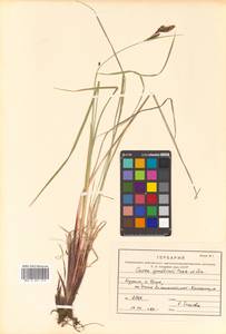 Carex gmelinii Hook. & Arn., Siberia, Russian Far East (S6) (Russia)