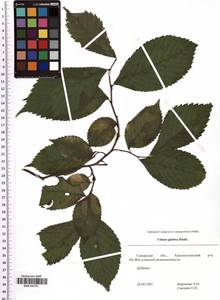 Ulmus glabra Huds., Eastern Europe, Middle Volga region (E8) (Russia)