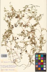 Vicia hirsuta (L.) Gray, Siberia, Russian Far East (S6) (Russia)