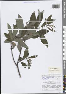 Salix cinerea L., Eastern Europe, Middle Volga region (E8) (Russia)