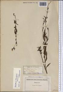 Oenothera perennis L., America (AMER) (United States)