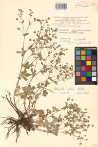 Potentilla collina Wibel, Eastern Europe, Central forest-and-steppe region (E6) (Russia)