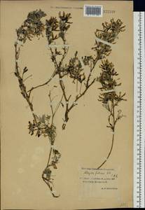 Astragalus syriacus L., Siberia, Yakutia (S5) (Russia)
