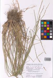 Thinoelymus mucronatus (Opiz) Banfi, Eastern Europe, Central forest-and-steppe region (E6) (Russia)