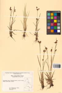 Luzula multiflora subsp. sibirica V. I. Krecz., Siberia, Chukotka & Kamchatka (S7) (Russia)