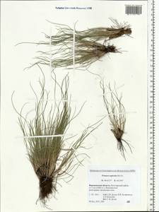 Festuca rupicola Heuff., Eastern Europe, Central forest-and-steppe region (E6) (Russia)