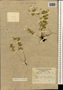 Potentilla erecta (L.) Raeusch., Caucasus, South Ossetia (K4b) (South Ossetia)