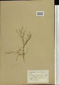 Psammophiliella muralis (L.) Ikonn., Eastern Europe, Central forest-and-steppe region (E6) (Russia)