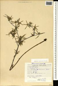 Eryngium caucasicum Trautv., Caucasus, Georgia (K4) (Georgia)