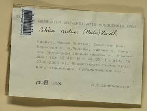 Pohlia nutans (Hedw.) Lindb., Bryophytes, Bryophytes - Transcaucasia (B13) (South Ossetia)