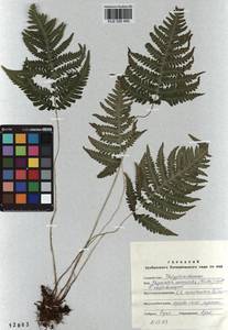 Phegopteris connectilis (Michx.) Watt, Siberia, Altai & Sayany Mountains (S2) (Russia)