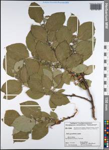 Salix pyrolifolia Ledeb., Siberia, Central Siberia (S3) (Russia)